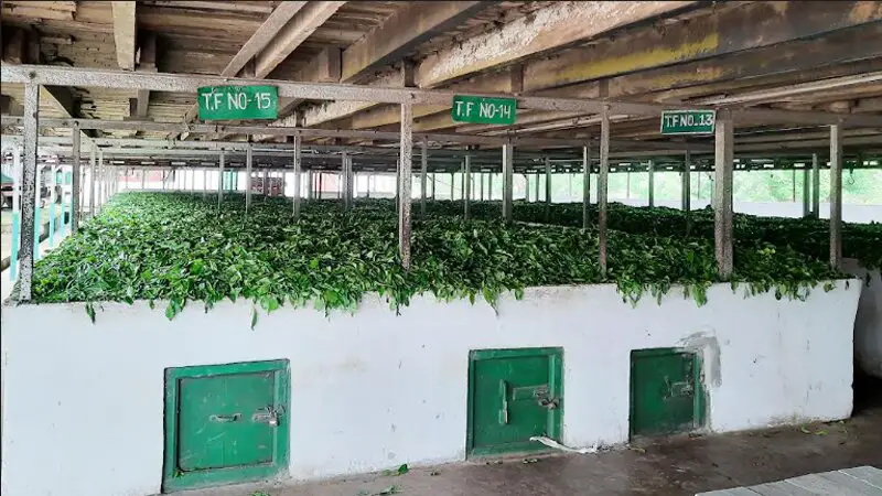 শ্রমিকদের ধর্মঘটে নষ্ট হচ্ছে চা বাগানের পাতা শ্রমিকদের ধর্মঘটে নষ্ট হচ্ছে চা বাগানের পাতা