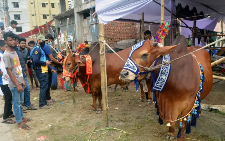 রাজধানীর হাটে এবার বড় সাইজের গরু বেশি