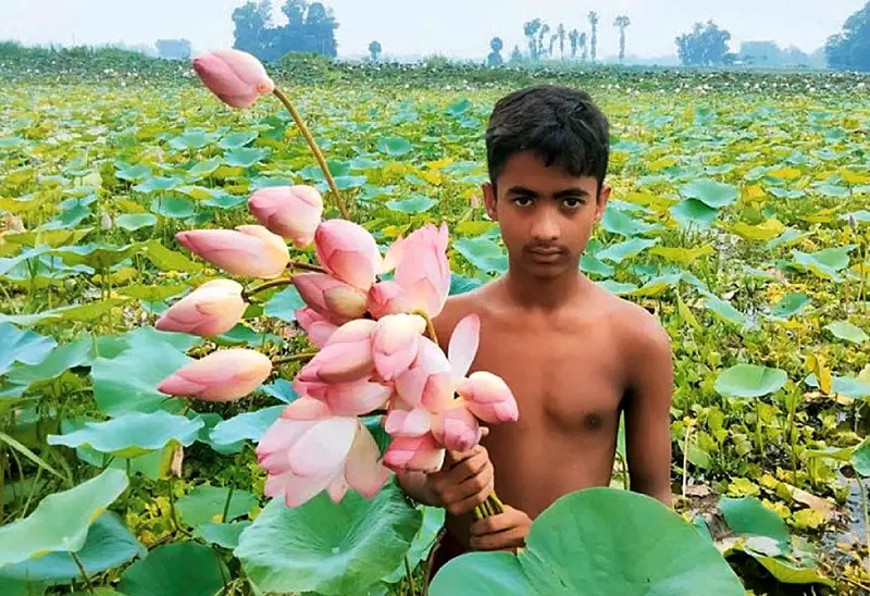 সাদা আর গোলাপি ফুলে ছেয়ে গেছে পদ্মবিল সাদা আর গোলাপি ফুলে ছেয়ে গেছে পদ্মবিল