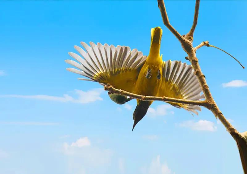 বাড়িতে কুটুম আসবে, আগেভাগেই খবর দেয় যে পাখি বাড়িতে কুটুম আসবে, আগেভাগেই খবর দেয় যে পাখি