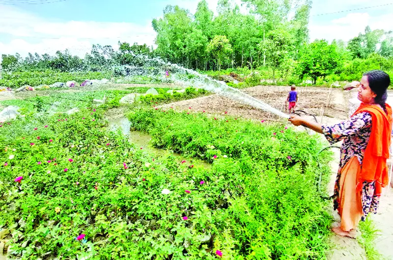 ডিএনএর জিন বদল, ফুল ফুটছে সারা বছর...