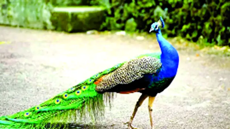 ময়ূরের গলা চেপে ধরায়.. ময়ূরের গলা চেপে ধরায়..