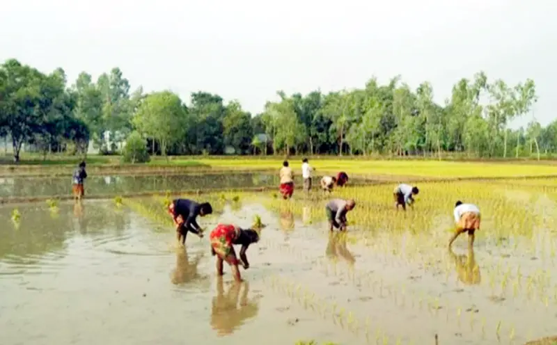 ঝিনাইগাতীতে আমন চারা রোপণে ব্যস্ত কৃষক