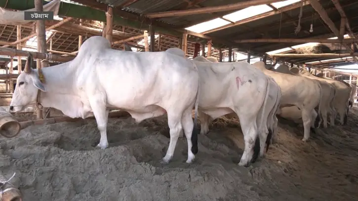 রাজধানীতে শুরু হয়েছে পশু কোরবানি রাজধানীতে শুরু হয়েছে পশু কোরবানি