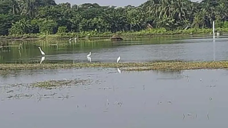 বিষ দিয়ে পাখি শিকার, হুমকিতে জীব বৈচিত্র্য