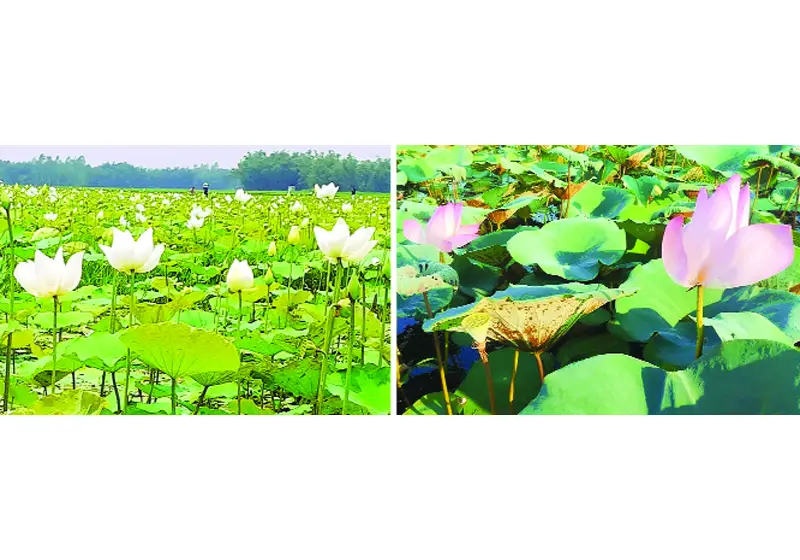বাফলা বিলে সাদা শাপলা চাকিরপাশায় ফুটেছে গোলাপি পদ্ম বাফলা বিলে সাদা শাপলা চাকিরপাশায় ফুটেছে গোলাপি পদ্ম
