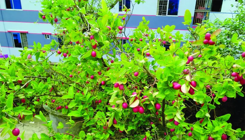 ছাদবাগান দৃষ্টিনন্দন করছে বাঙালীর চেরি ফল ॥ আছে ঔষধি গুণাগুণ ছাদবাগান দৃষ্টিনন্দন করছে বাঙালীর চেরি ফল ॥ আছে ঔষধি গুণাগুণ