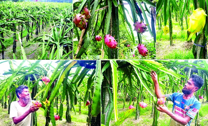 ড্রাগন পুষ্টিগুণে ভরা ড্রাগন পুষ্টিগুণে ভরা