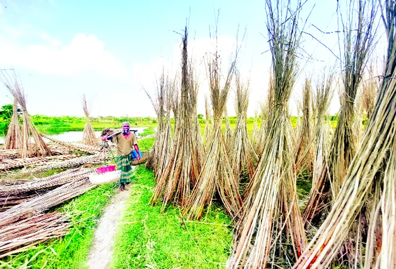 পাটের সুদিনের সঙ্গে গুরুত্ব পাচ্ছে বাইপ্রোডাক্টও