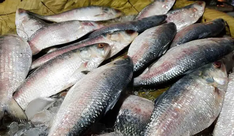 ইলিশ ধরা নিষিদ্ধের সময় পাল্টানো হবে না ইলিশ ধরা নিষিদ্ধের সময় পাল্টানো হবে না
