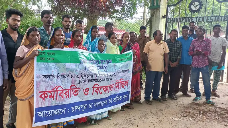 হবিগঞ্জে দাবি আদায়ে অনড় শ্রমিকরা, নষ্ট হচ্ছে চা পাতা