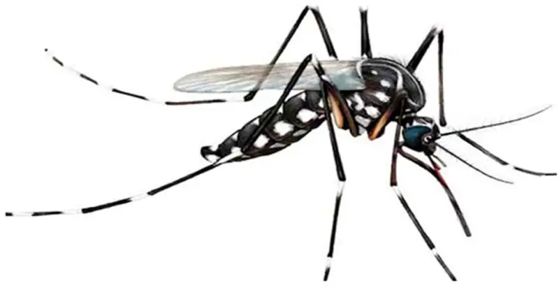 মশার উপকারিতা কী মশার উপকারিতা কী