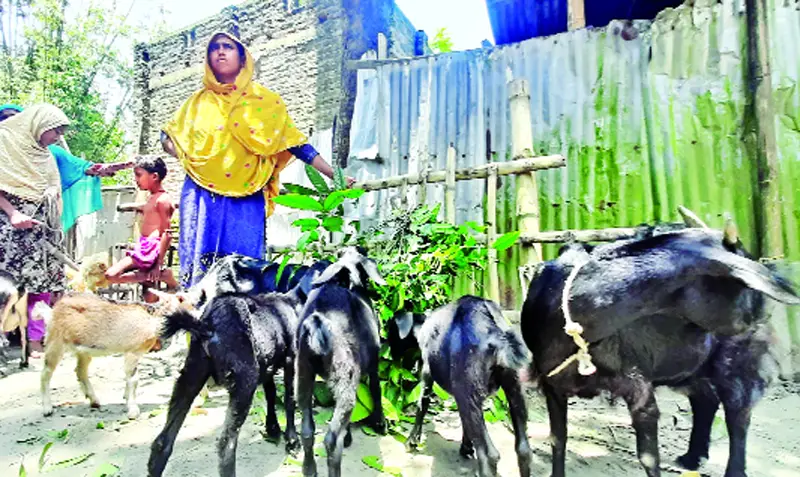 বন্যা পরবর্তী চিত্র পশু পালনে সচ্ছলতা