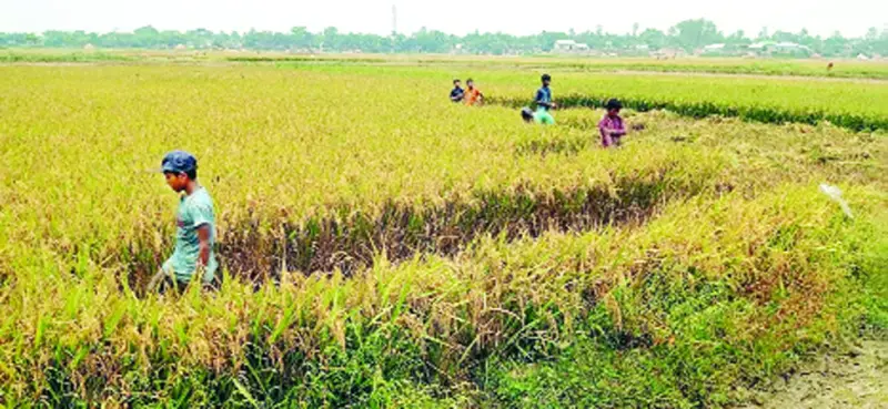 ধানের ক্ষেতে রৌদ্র ছায়ায়... ধানের ক্ষেতে রৌদ্র ছায়ায়...