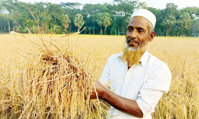 মোরেলগঞ্জে উফশী আমনের বাম্পার ফলন