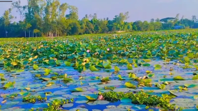 গোলাপী আর সাদা পদ্ম ফুল দেখতে উৎসুক জনতার ভিড়