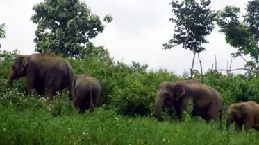 নেত্রকোনায় বুনোহাতির আক্রমণে কৃষক নিহত