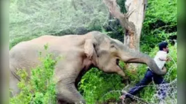 ঝিনাইগাতীর সীমান্তে বন্য হাতির পায়ে পৃষ্ট হয়ে কৃষকের মৃত্যু