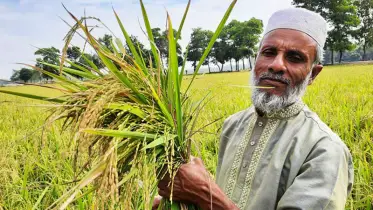 হবিগঞ্জে রোপা আমন ধানের বাম্পার ফলন