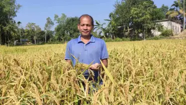 নালিতাবাড়ীর কৃষক আবিষ্কার করেন দেশি জাতের ধান