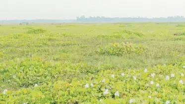 চাটমোহরে জলাবদ্ধতায় ৫শ বিঘা জমি অনাবাদী