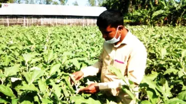 প্রতিকুলতার মধ্যেও ঘুরে দাঁড়ানোর স্বপ্ন দেখছেন সবজি চাষিরা