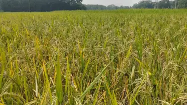 আমন ধানের বাম্পার ফলনে কৃষকের মুখে হাসি