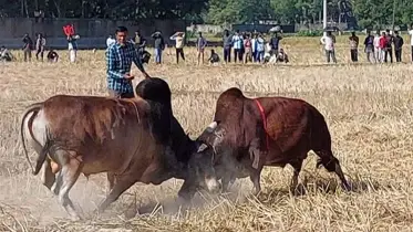 ‘অদ্ভুত সব নাম’ নিয়ে ঐতিহ্যবাহী ষাঁড়ের লড়াই 