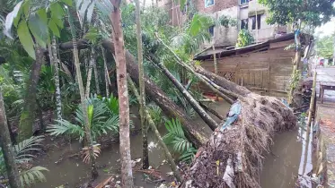 ঘূর্ণিঝড় সিত্রাংয়ের কারণে কৃষকদের হাপিত্যেশ