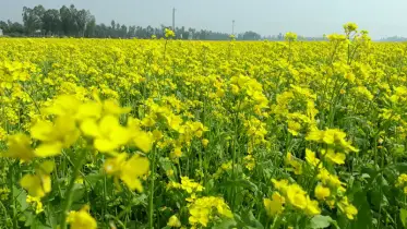 সরিষায় নতুন দিনের স্বপ্ন কৃষকের চোখে 