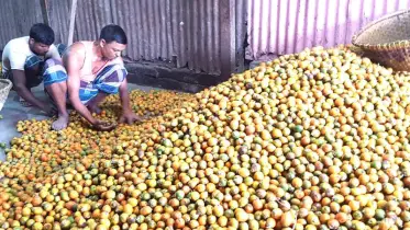 লালমোহনের সুপারির কদর বিদেশেও 