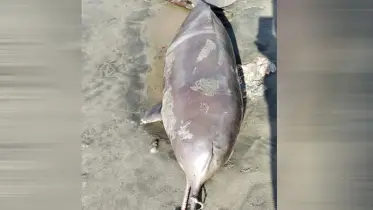 কুয়াকাটা সৈকতে ভেসে এলো মৃত শুশুক 