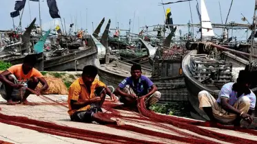 শনিবার থেকে পাওয়া যাবে ইলিশ