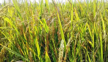 মাগুরায় আমনের বাম্পার ফলন, কৃষকের মুখে হাসি