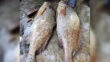 টেকনাফে দুটি পোয়া মাছের দাম ১৫ লাখ টাকা