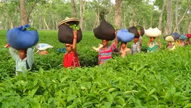 প্রধানমন্ত্রীর আশ্বাসে চা-শ্রমিকদের কর্মবিরতি প্রত্যাহার