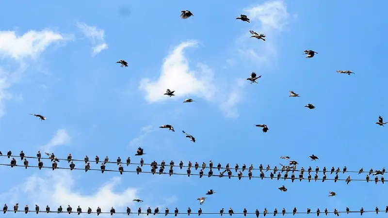 এ যেন শালিক পাখির মেলা