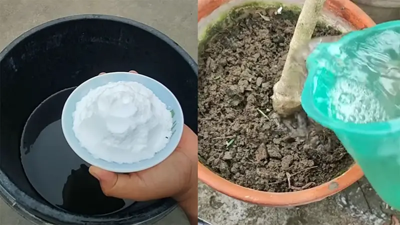 গাছের গোড়াতে খাবার সোডা দিলে যা হয় গাছের গোড়াতে খাবার সোডা দিলে যা হয়