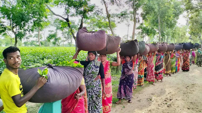 কাজে ফিরছেন চা শ্রমিকরা, বাগানে বাগানে উচ্ছ্বাস