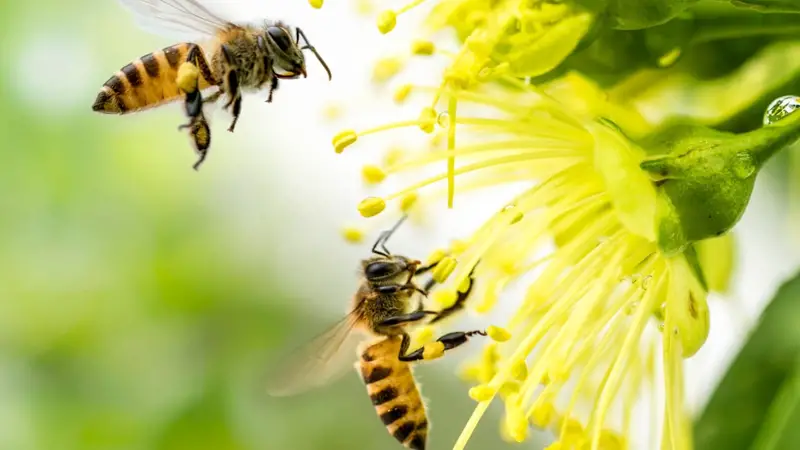 মৌমাছির আয়ুষ্কাল কমেছে ৫০ শতাংশ