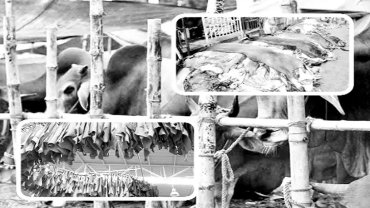 কোরবানির পশুর জোগান ও চামড়ার দাম কোরবানির পশুর জোগান ও চামড়ার দাম