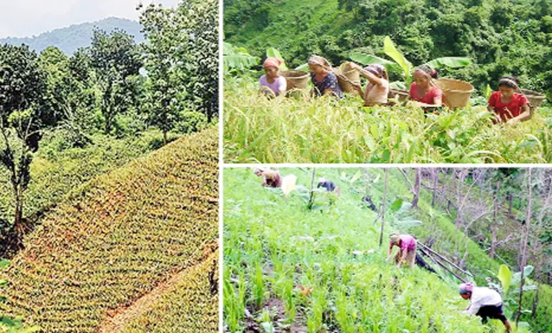 পার্বত্য অঞ্চলের কৃষি অর্থনীতি