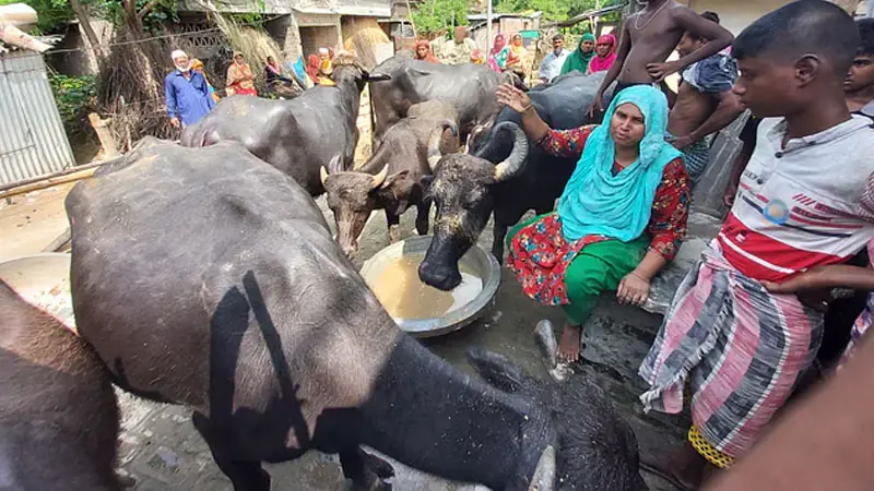 রাজশাহীতে কৃষকের ১৫ মহিষ ধরে নিলামে বিক্রির অভিযোগ