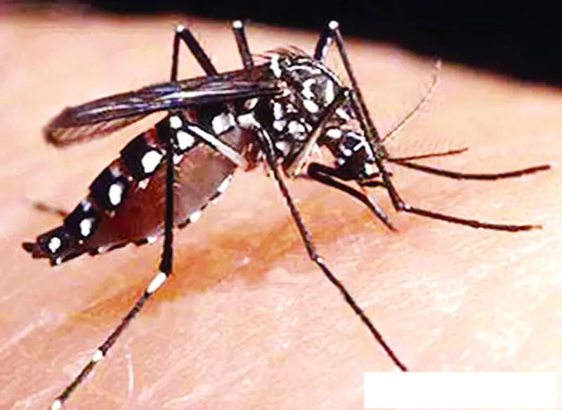ডেঙ্গু জ্বর ডেঙ্গু জ্বর