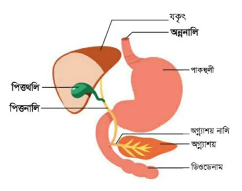 সপ্তম শ্রেণির বিজ্ঞান