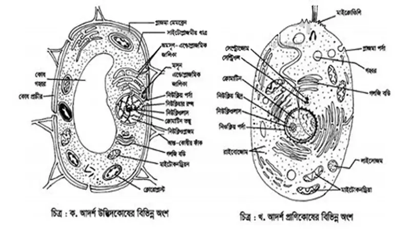 সপ্তম শ্রেণির শিক্ষার্থীদের জন্য