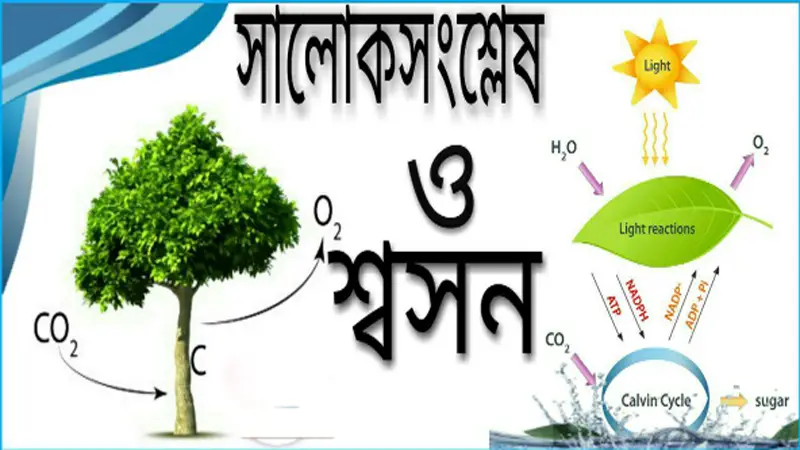 সপ্তম শ্রেণির লেখাপড়া সপ্তম শ্রেণির লেখাপড়া