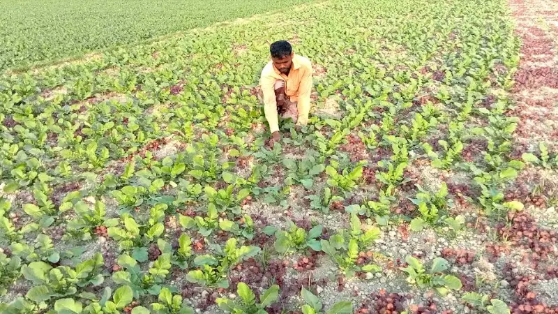 একই জমিতে ৩ ফসল চাষ করে লাভবান কৃষকরা