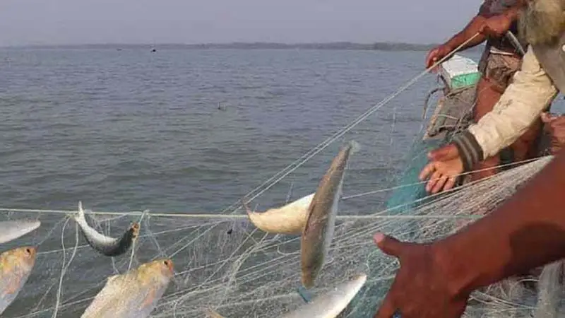 নিষেধাজ্ঞা অমান্য করে তেঁতুলিয়ায় ইলিশ শিকার