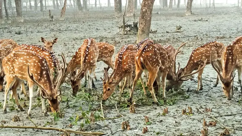 সুন্দরবনে বন্যপ্রাণীর শরীর থেকে নমুনা সংগ্রহ শুরু